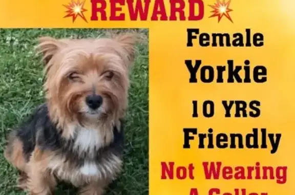 Missing Yorkie: Lula, 10, Lost on July 4th