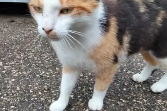 Chat tricolore trouvé, sociable, Rue Hubert - photo
