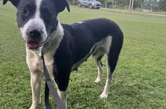 Found Black & White Dog on 10th St, Dunbar