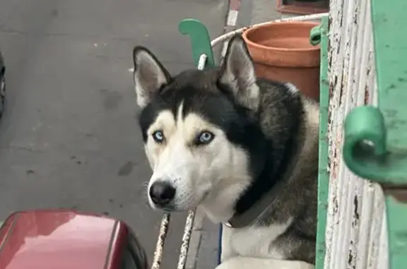 ¡Ayuda a Encontrar a Loky, Haski Perdido!