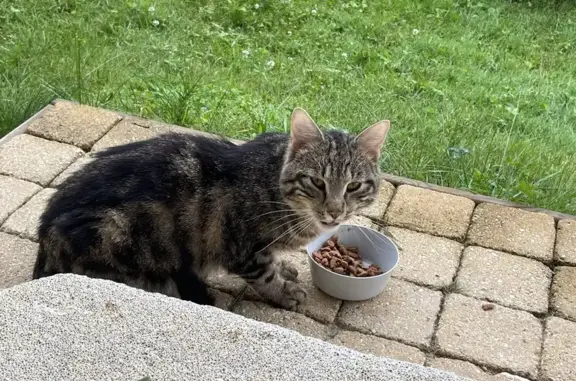 Chat européen maigre trouvé à St-Laurent-du-Pont - photo