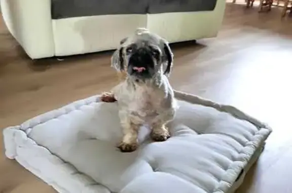 Petit chien trouvé ce matin à Aureilhan - photo
