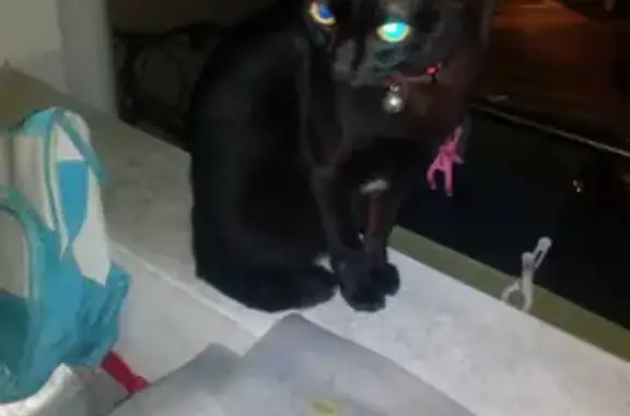 Missing Black Cat: Red Collar, Bent Tail