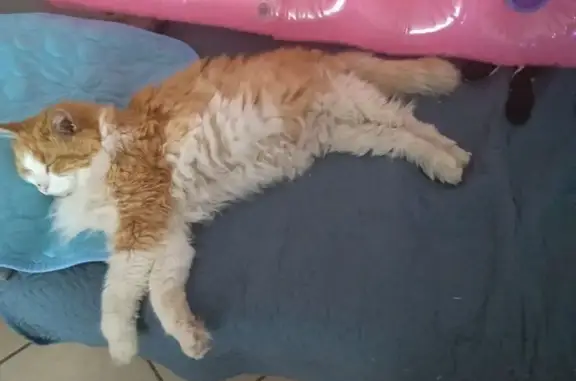 Chat roux et blanc perdu à Vierzon - photo