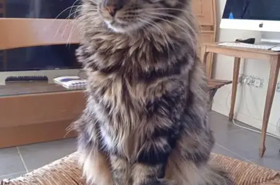 Chat perdu, Vidauban, photo: Chatte tigrée disparue à Vidauban