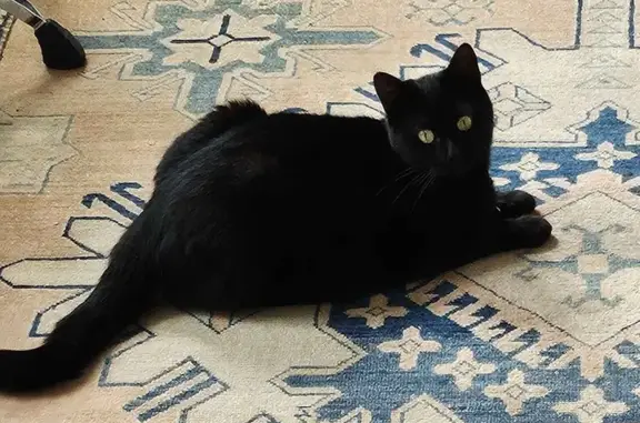 Animaux perdus Bordeaux, photo: Petit chat noir 2 ans disparu à Bordeaux