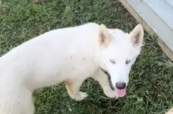 Playful Husky Found on Crown Imperial Dr