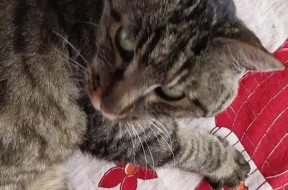 Chatte tigrée trouvée à Champagny-en-Vanoise - photo