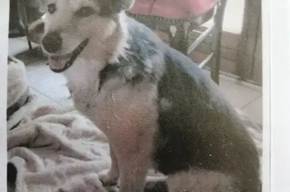 Chienne craintive disparue, contactez-nous - photo