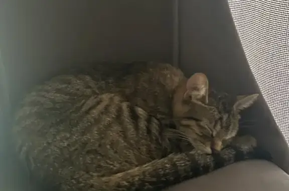 Missing Grayish Gold Tabby Cat in Chicago