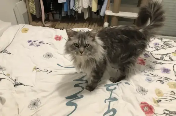 Animaux perdus Marseille Bompard, photo: Chat gris à poils longs disparu à Marseille