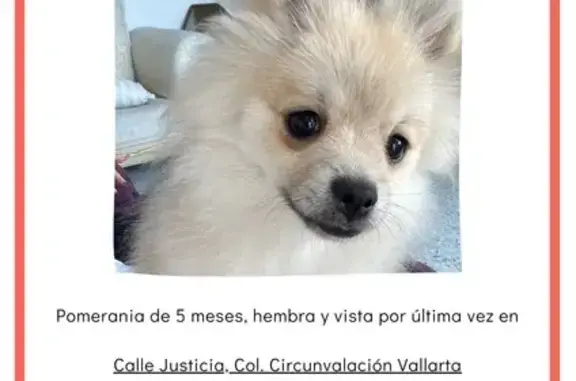 Perro Pomerania Perdido en Guadalajara