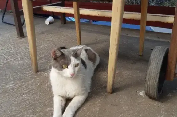 Chat tatoué trouvé près des hangars à Marseille - photo