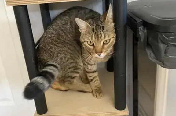 Chat perdu, , photo: Chat disparu à Maxilly-sur-Saône