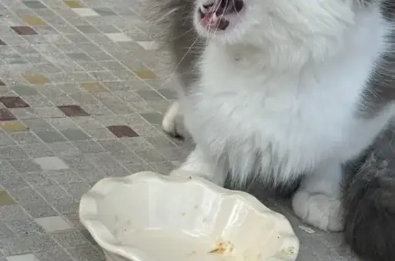 Chat trouvé Rue de la Saône, plaie soignée - photo