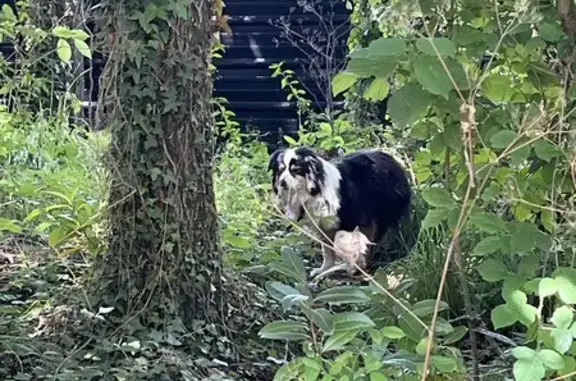 Chien errant avec collier noir à Rennes - photo