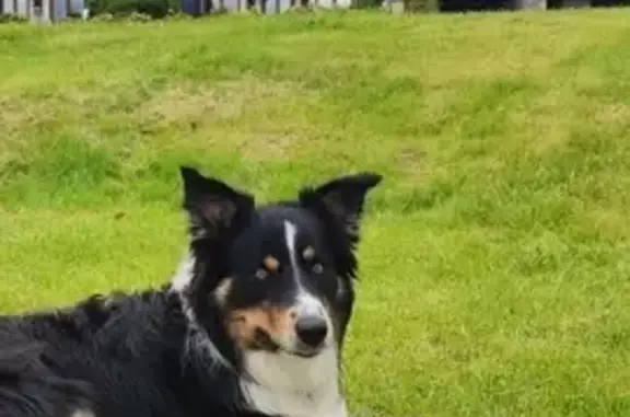 Chien perdu Lyon, photo : Border Collie Tricolore Volé à Lyon