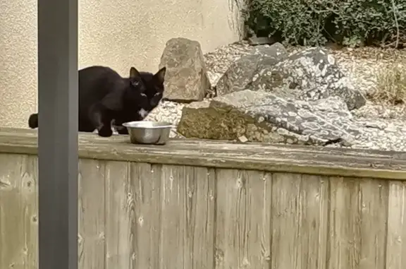 Petit chat noir trouvé à La Bouëxière - photo