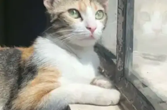 Animaux perdus Montreuil, photo: Chatte sociable disparue à Montreuil