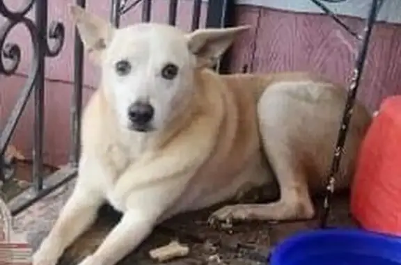 Lost Golden Retriever Mix: Amorea Mae, 14 Yrs