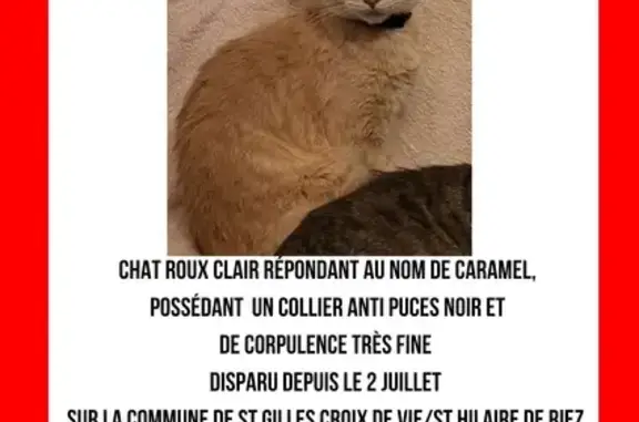 Animaux perdus Saint-Gilles-Croix-de-Vie, photo: Chat mâle castré perdu avec collier noir