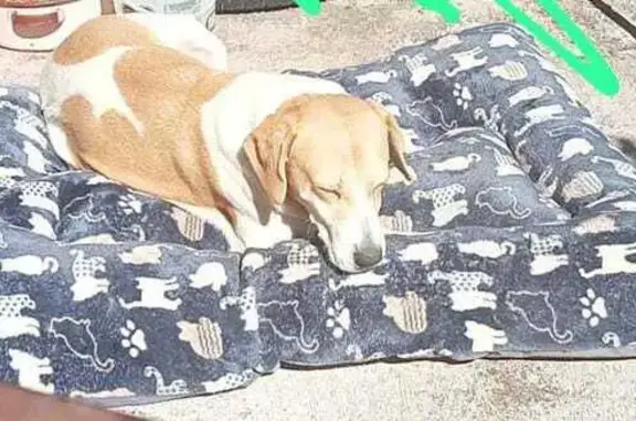 Perros perdidos, , foto: Perro Mestizo Perdido: Blanco y Café, Collar Rosa
