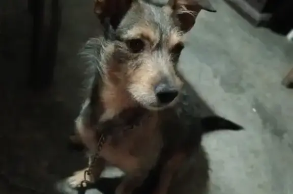 Perro Perdido: Café Oscuro, Macho en Tlaxcalancingo