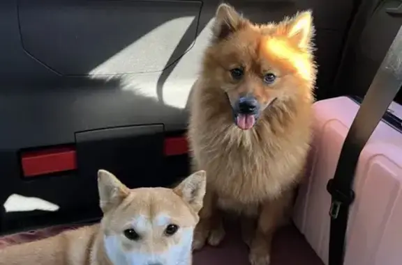Animaux perdus , photo: Chien roux disparu à Lafraye: Milo et Naya