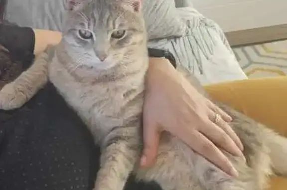 Animaux perdus , photo: Chat tigre 1 an disparu à Pluméliau-Bieuzy