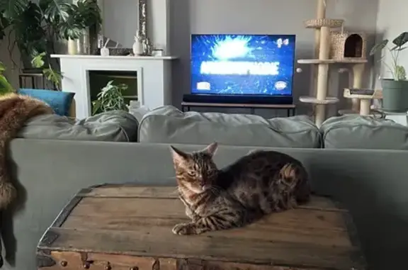 Chat perdu, , photo: Chatte bengal disparue à Cadillac-sur-Garonne