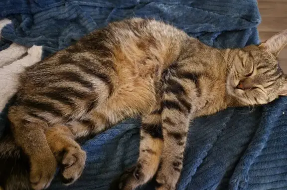 Animaux perdus Boissy-le-Châtel, photo: Chatte tigrée disparue à Boissy-le-Châtel