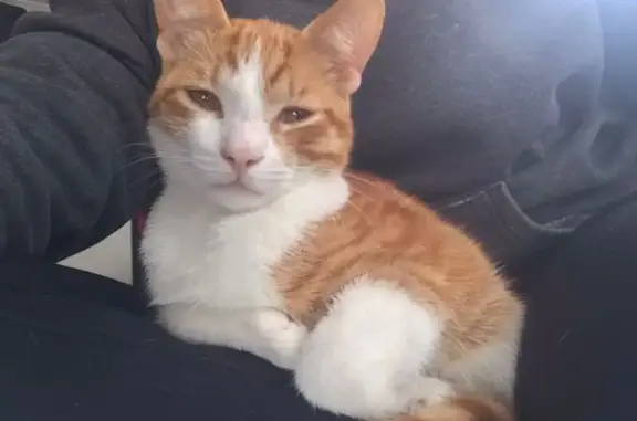 Ginger & White Male Cat Found in Cape Town