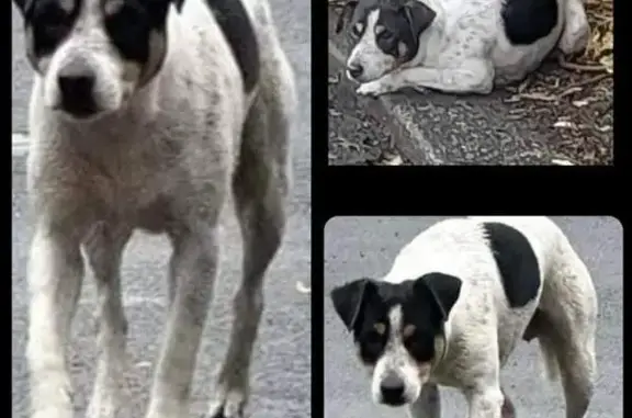 Missing Jack Russell: White & Black Patches