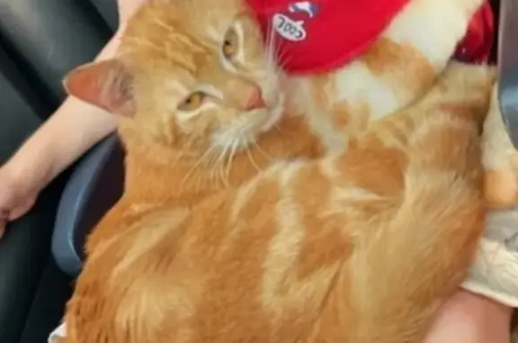 Chat roux trouvé non castré à Caudry - photo