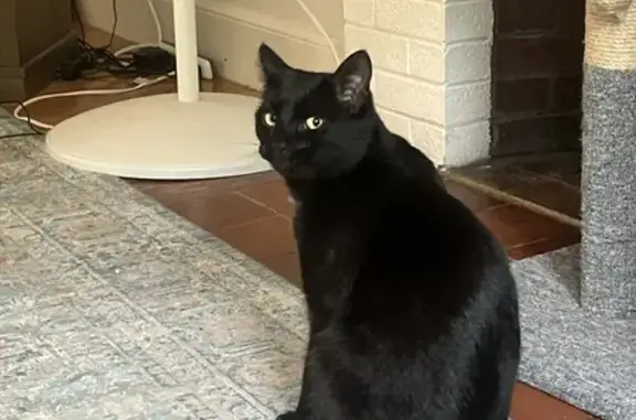 Missing Black Cat with White Chest - Boston