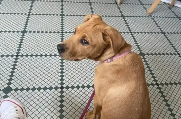 Chienne 4 mois disparue à Escource - photo