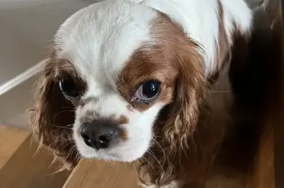 Chien Cavalier King Charles trouvé à Rennes - photo