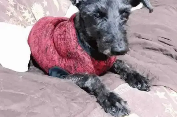 Perro Schnauzer Negro Perdido en CDMX - Ayuda