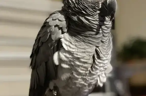 Animaux perdus , photo: Perroquet gris perdu, parle et siffle bien
