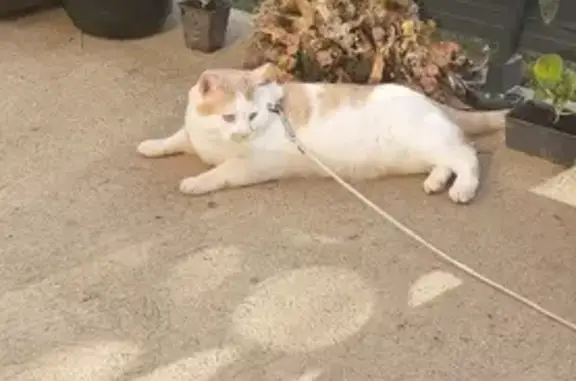 Chat perdu, Servon-sur-Vilaine, photo: Chat Raymond disparu à Servon-sur-Vilaine