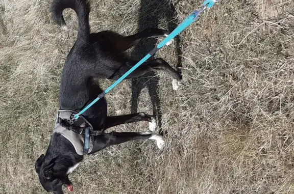 Chien perdu , photo : Chien peureux disparu à Nottonville