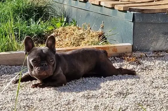 Animaux perdus , photo: Bouledogue français bleu gris 3 ans perdu à Escamps