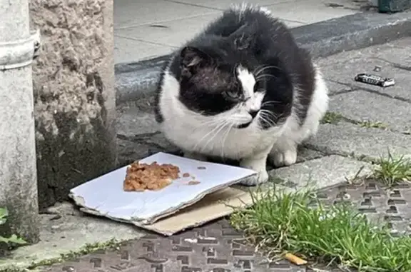 Chat blessé aperçu à Dunkerque centre - photo