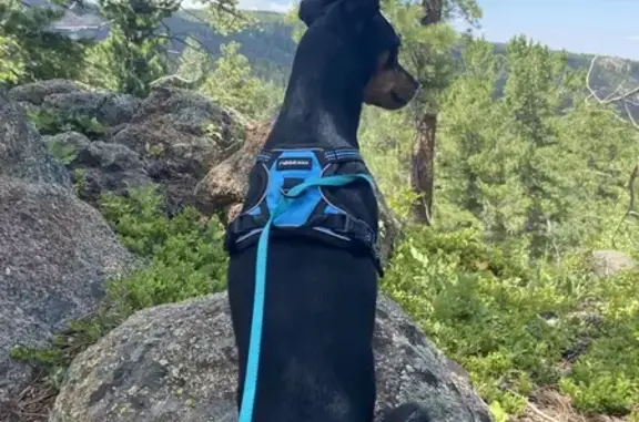 Missing Miniature Pinscher in Salida, CO