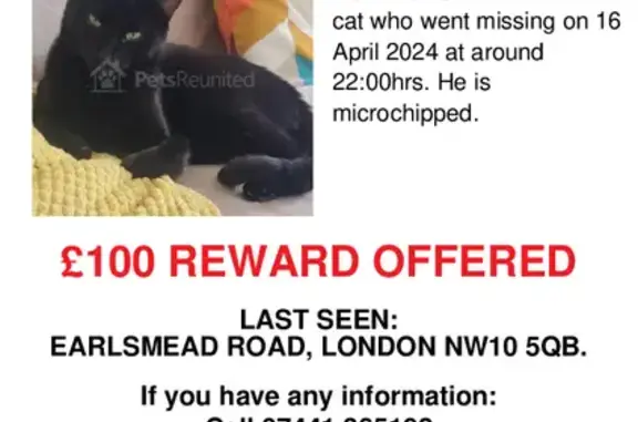 Missing Black Cat Sweetie - Last Seen Earlsmead