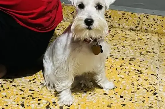 Lost and found pets , photo: Missing Dog: Zaira Lost in Millville, NJ