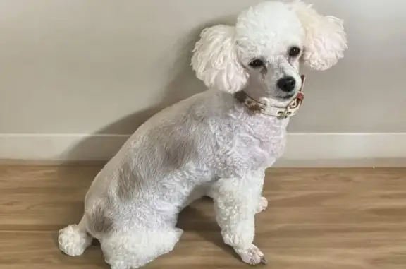 Lost White Toy Poodle: East I-20 Rest Stop