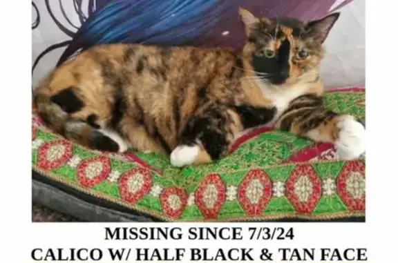 Missing: 14-Year-Old Female Calico Cat, Gemini