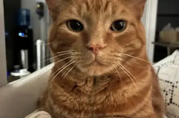 Missing Ginger Cat - Friendly & Chunky - Hamilton