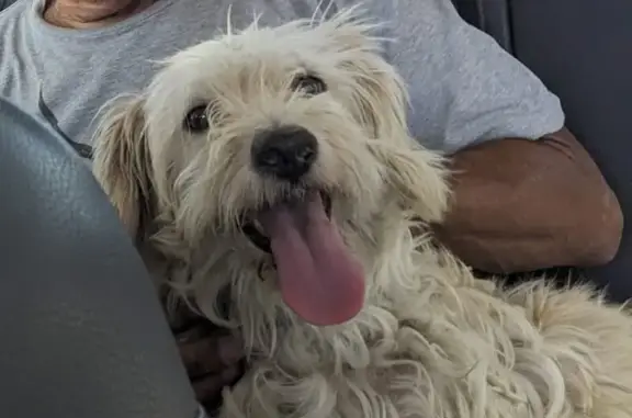 Perro Blanco Encontrado en Torreón Jardín